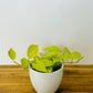 Pothos Neon