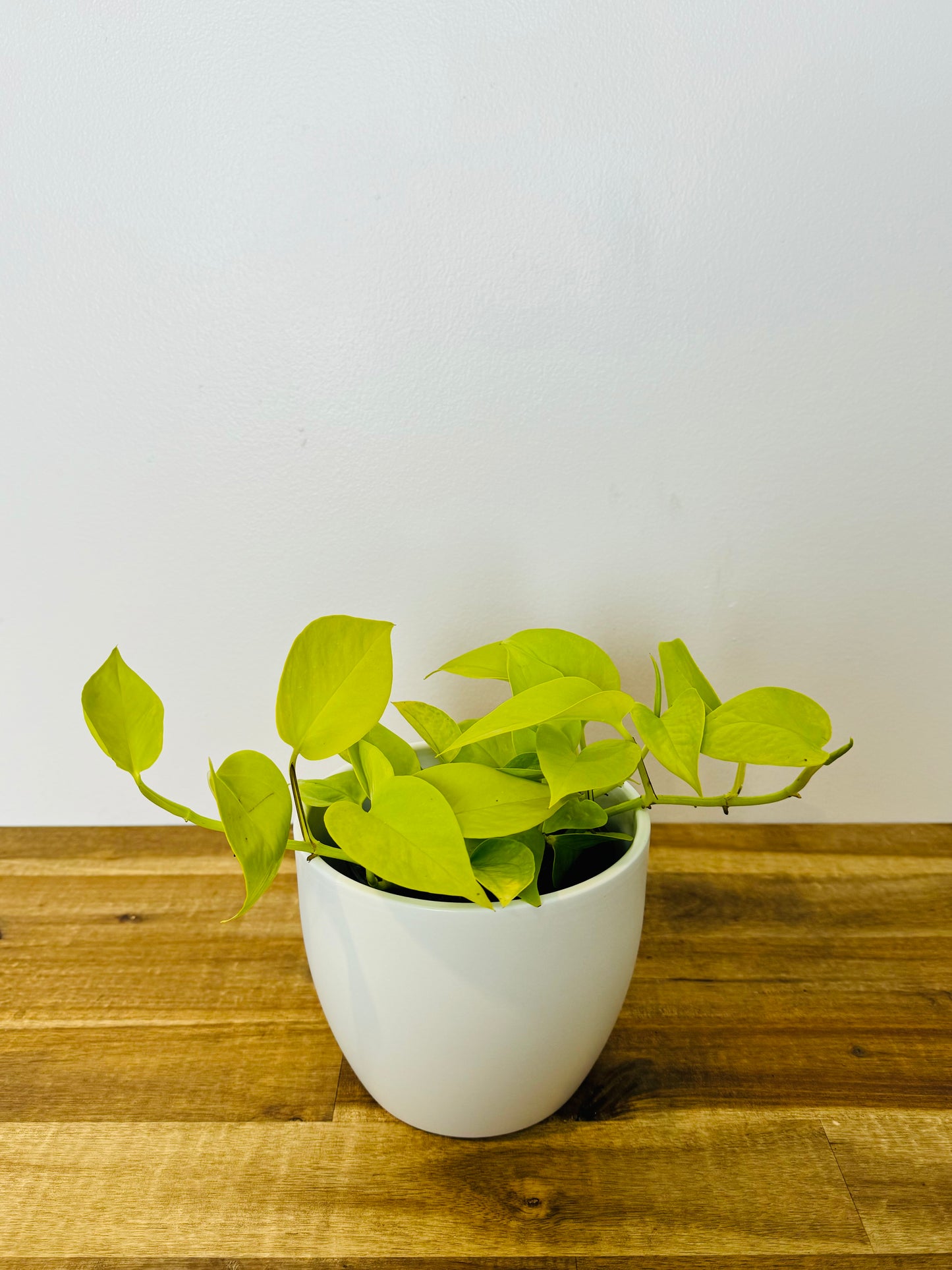 Pothos Neon