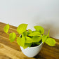 Pothos Neon