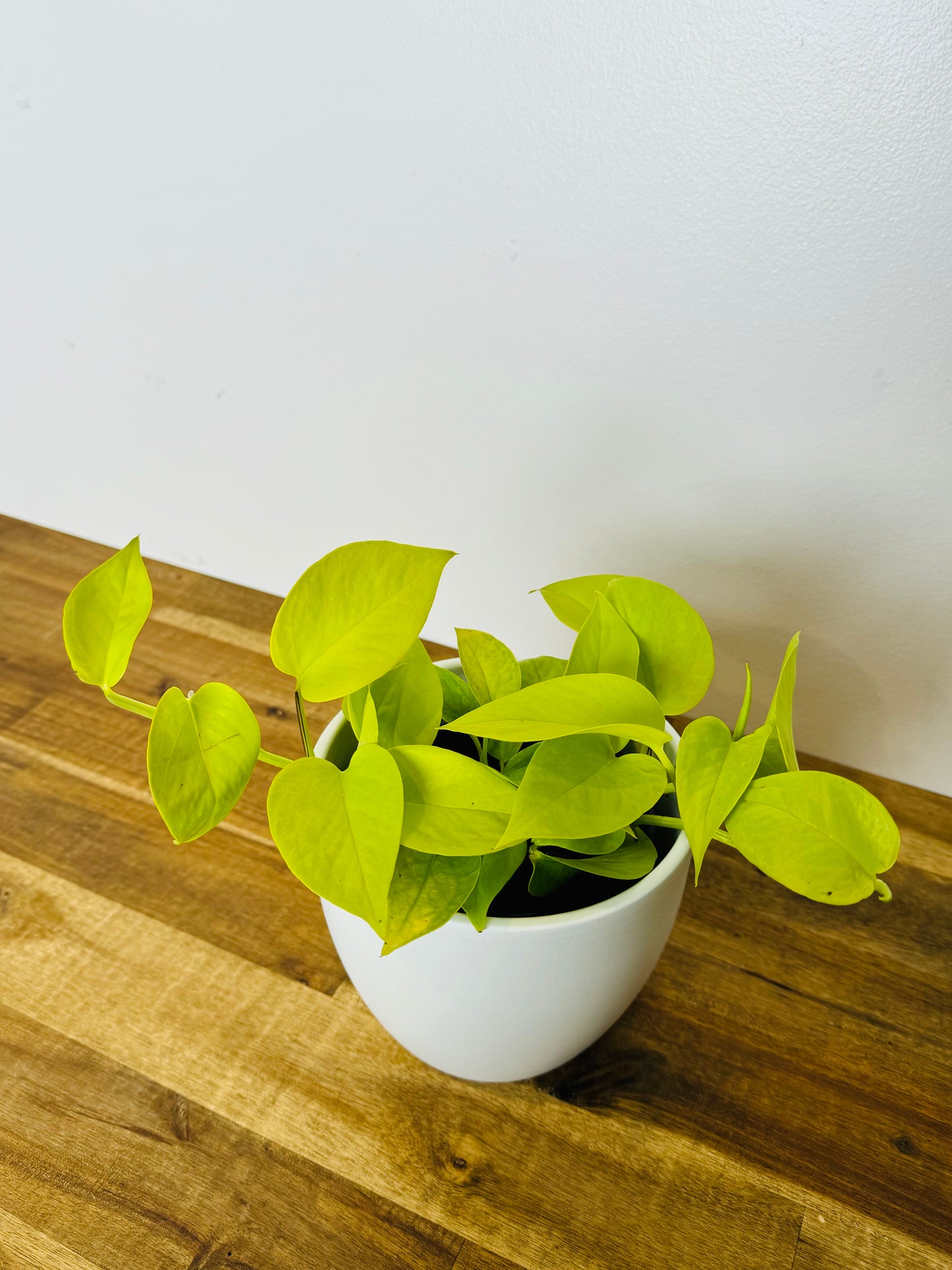 Pothos Neon