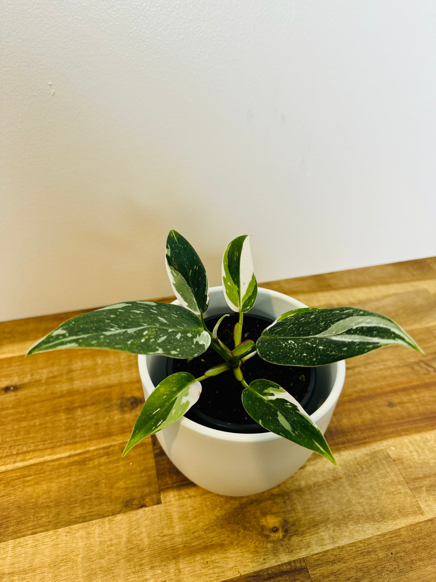 Philodendron White Princess