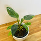 Philodendron White Princess