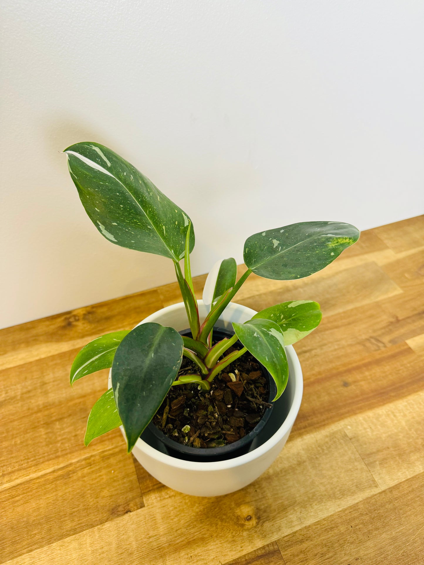 Philodendron White Princess