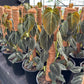 Philodendron Melanochrysum on totem pole
