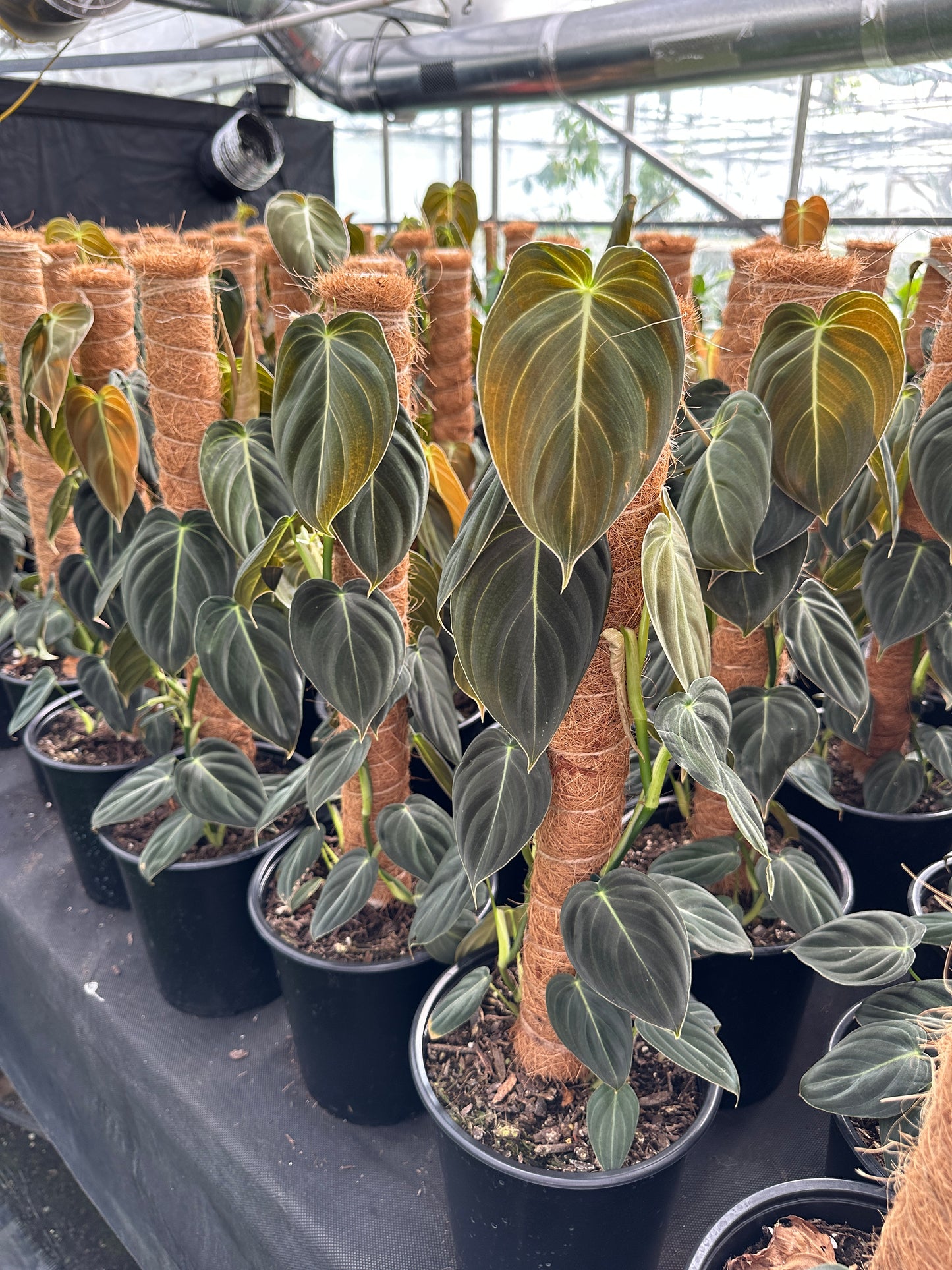 Philodendron Melanochrysum on totem pole