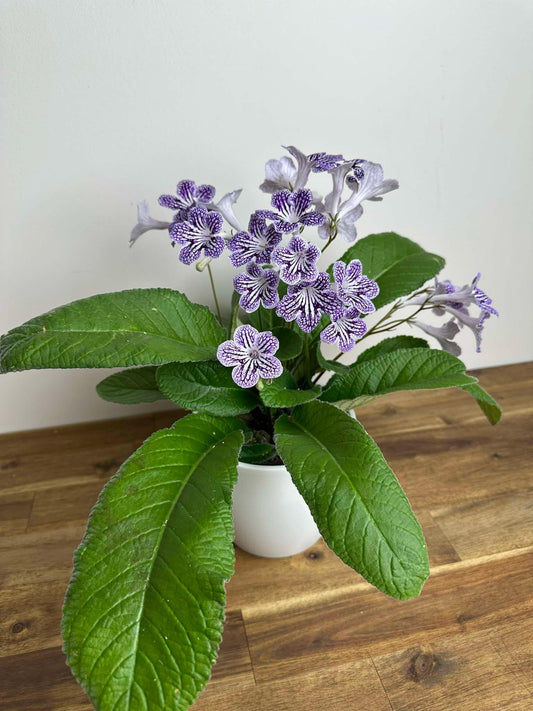 Streptocarpus - Ladyslippers