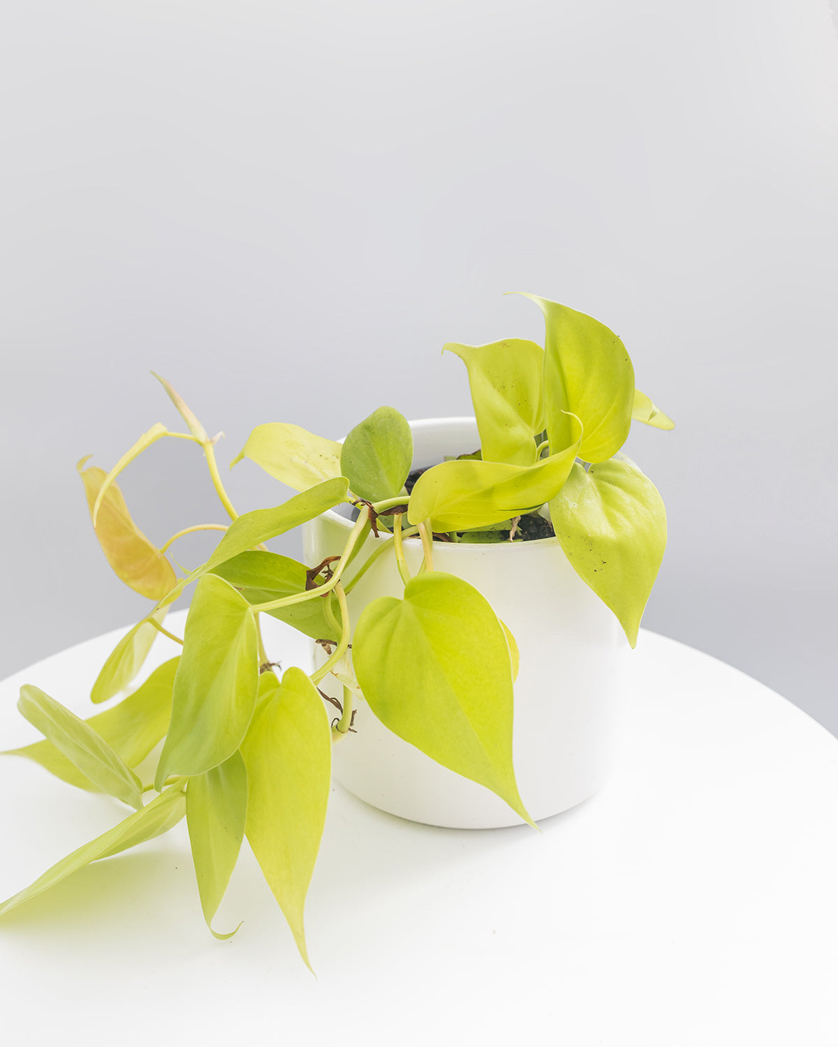 Philodendron Lemon Lime