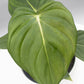 Philodendron Dean McDowell