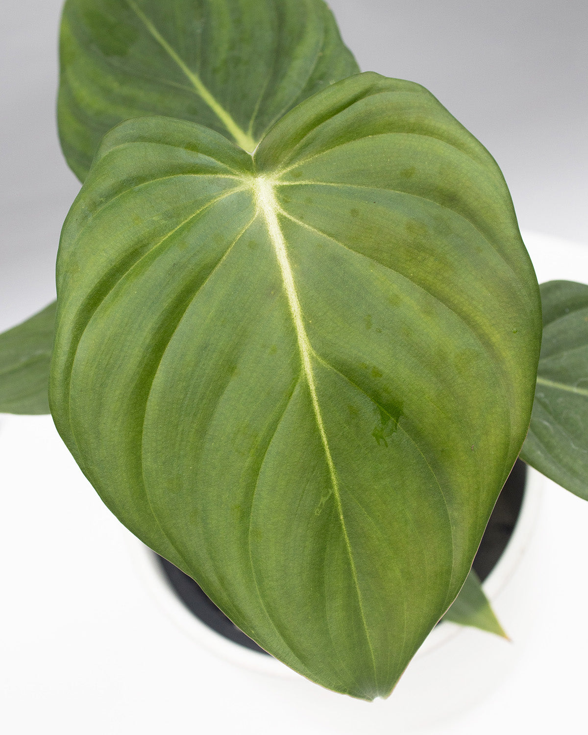 Philodendron Dean McDowell