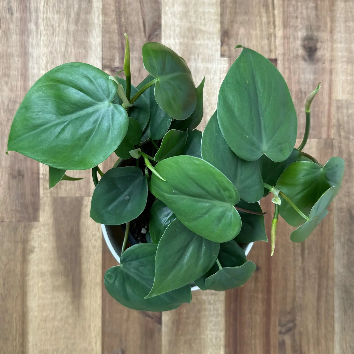 Philodendron hederaceum (Heart Leaf)