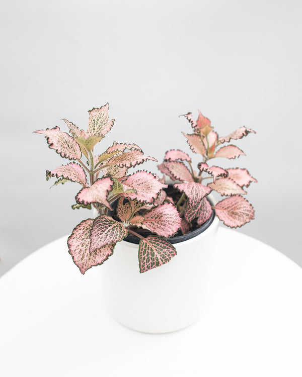 Fittonia Pink Star | Buy Online Now | Buy Online Now – The Green Grower