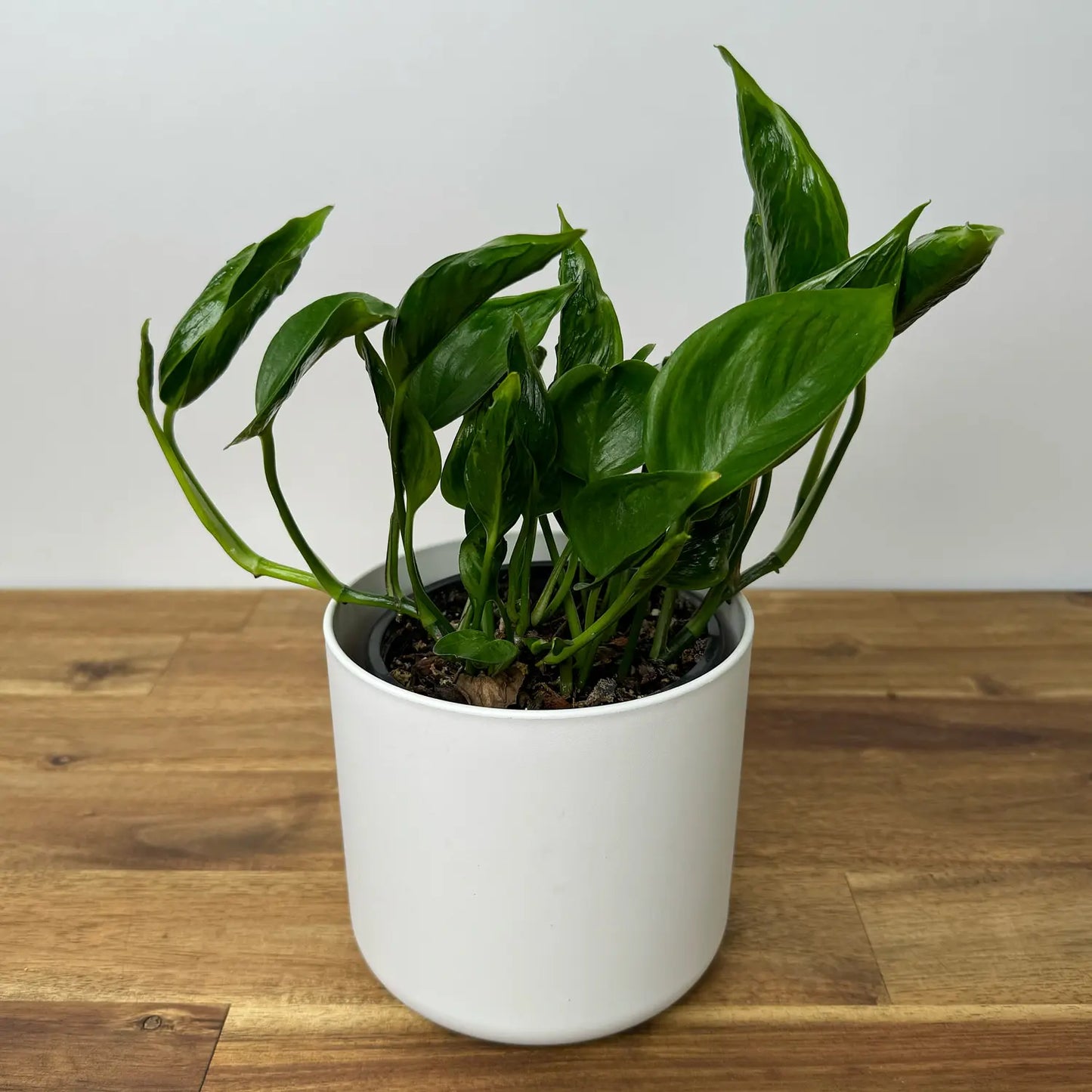 Pothos Shangri La - Green