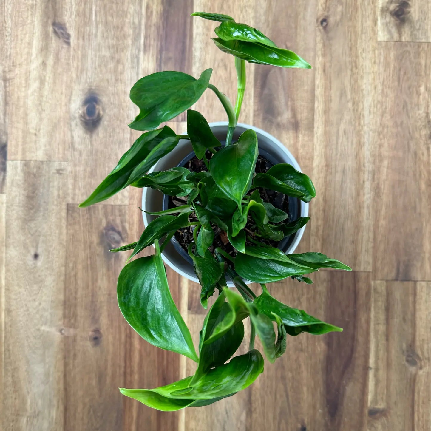 Pothos Shangri La - Green