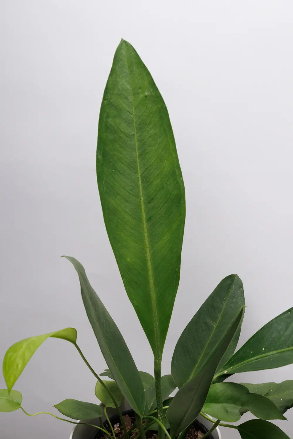 Anthurium Coriacium