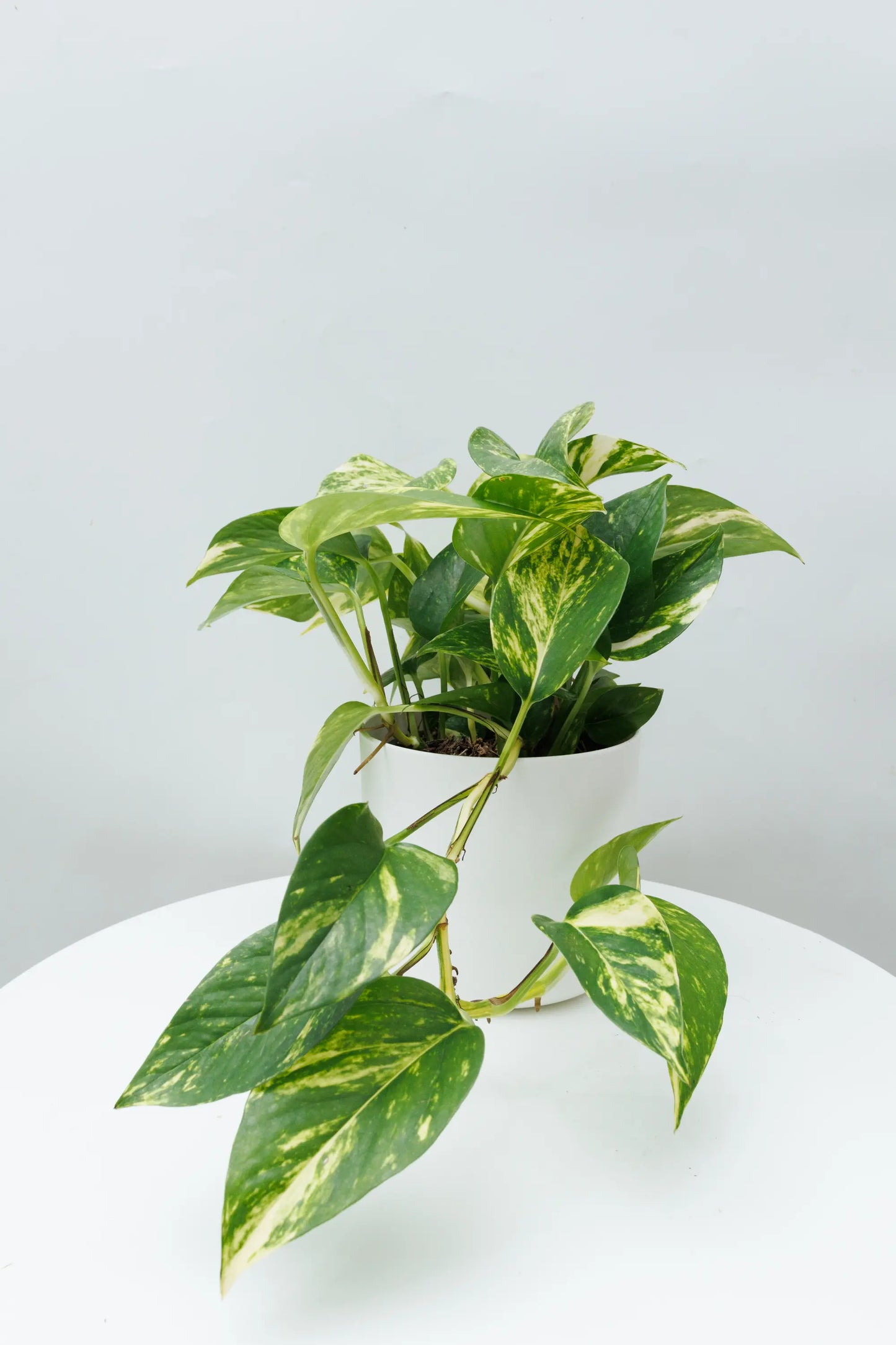 Pothos Golden