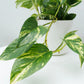 Pothos Golden