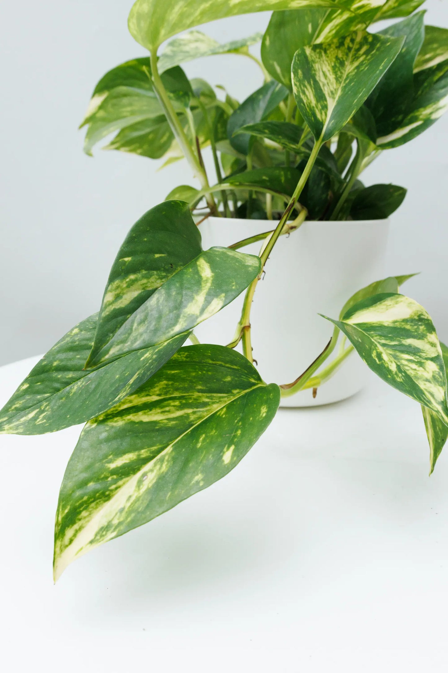 Pothos Golden