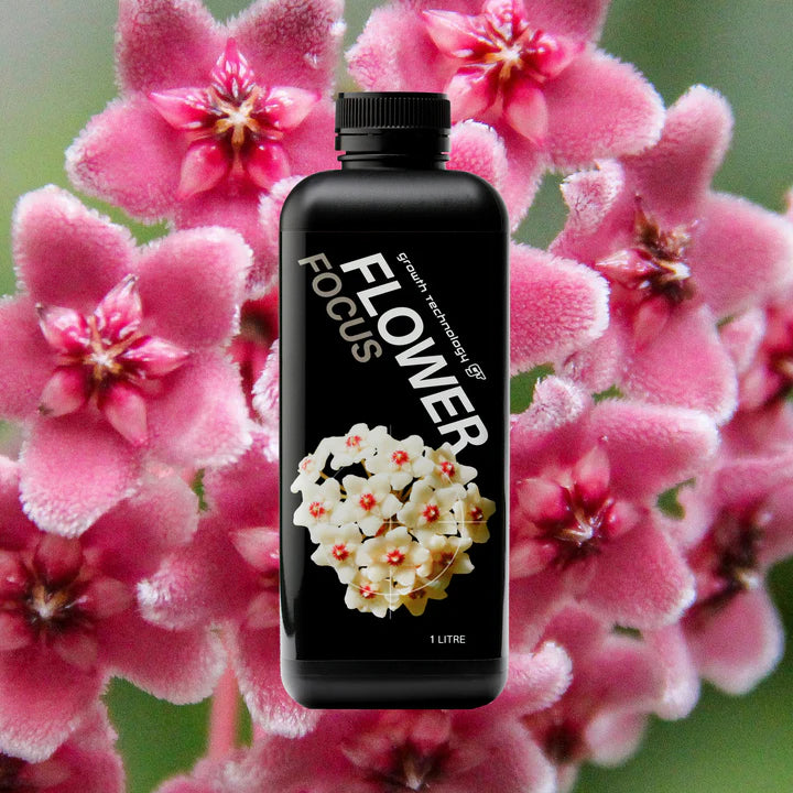 GT Flower Focus 1L