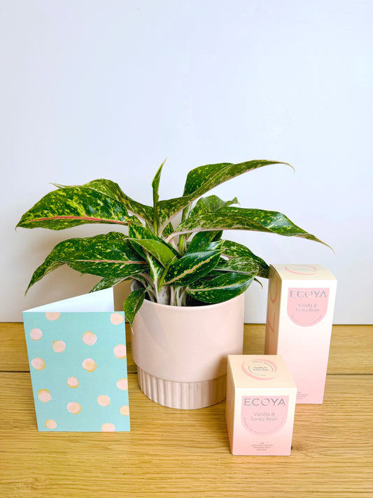 Vanilla Vibes Gift Pack