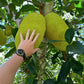 Jack Fruit