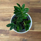 Zamioculcas zamiifolia - “Piccolo” mini ZZ