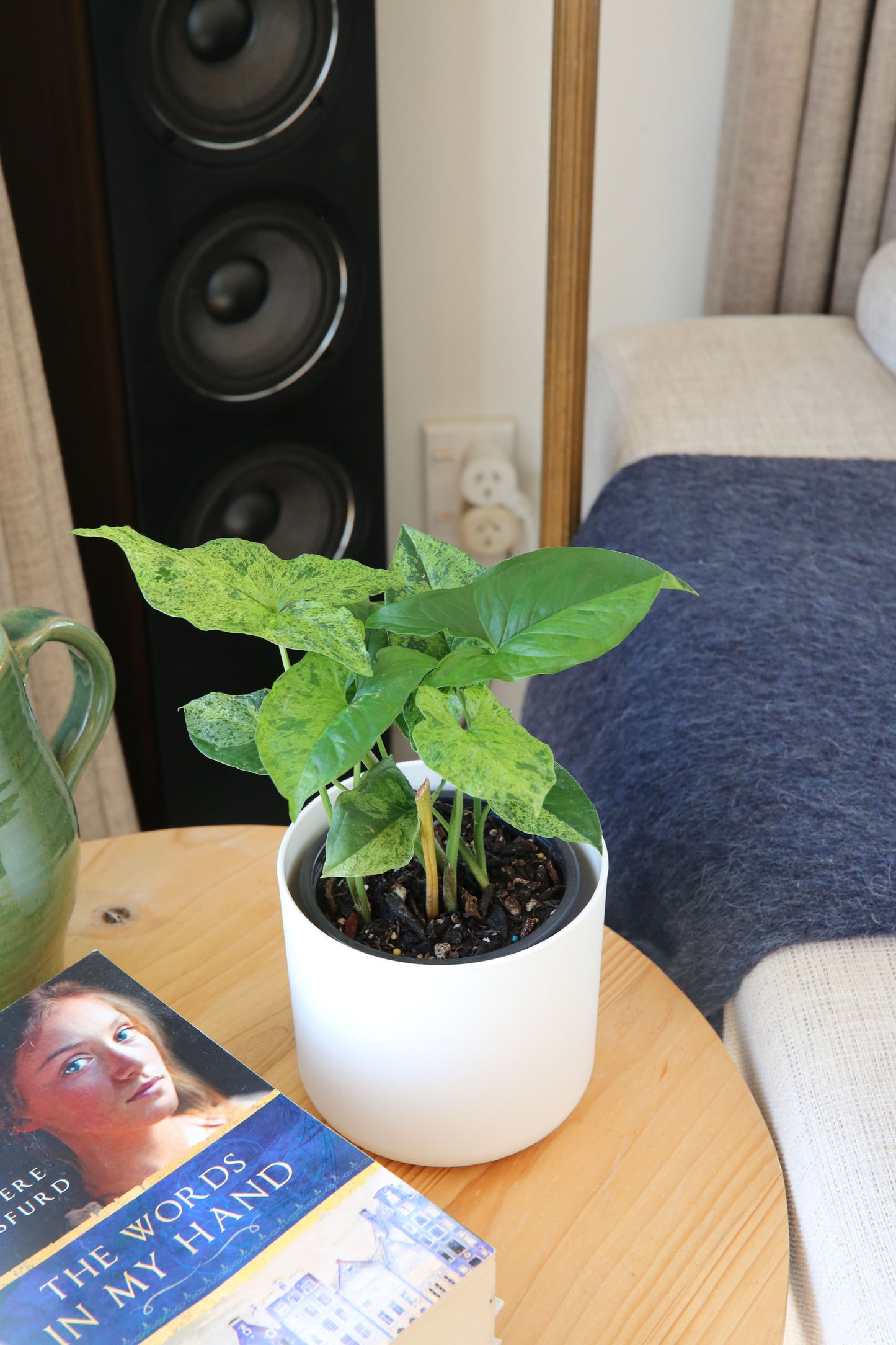 Syngonium Mojito