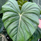 Philodendron Dean McDowell