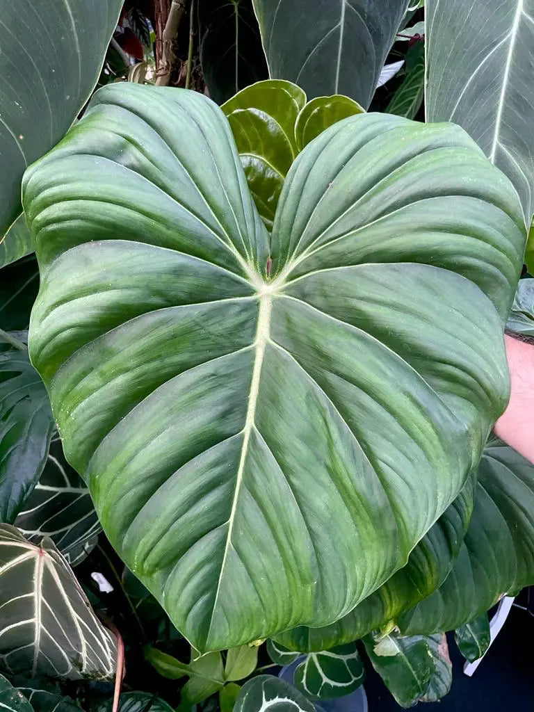 Philodendron Dean McDowell