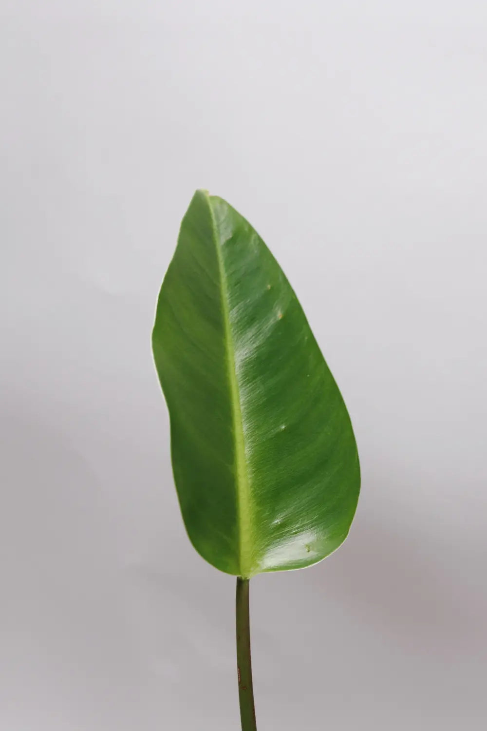 Philodendron Renauxii