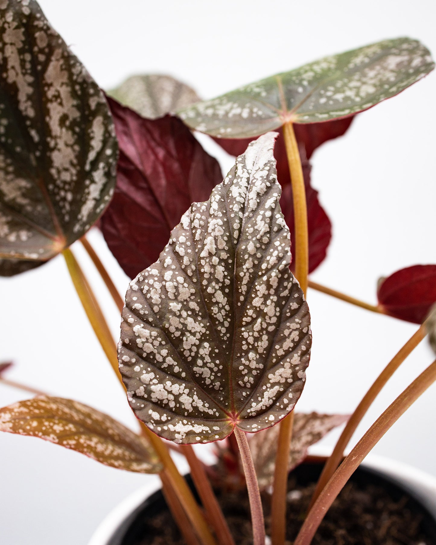 Begonia Silver Jewel