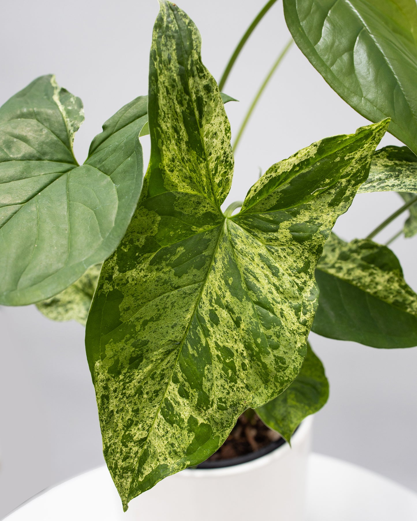 Syngonium Mojito