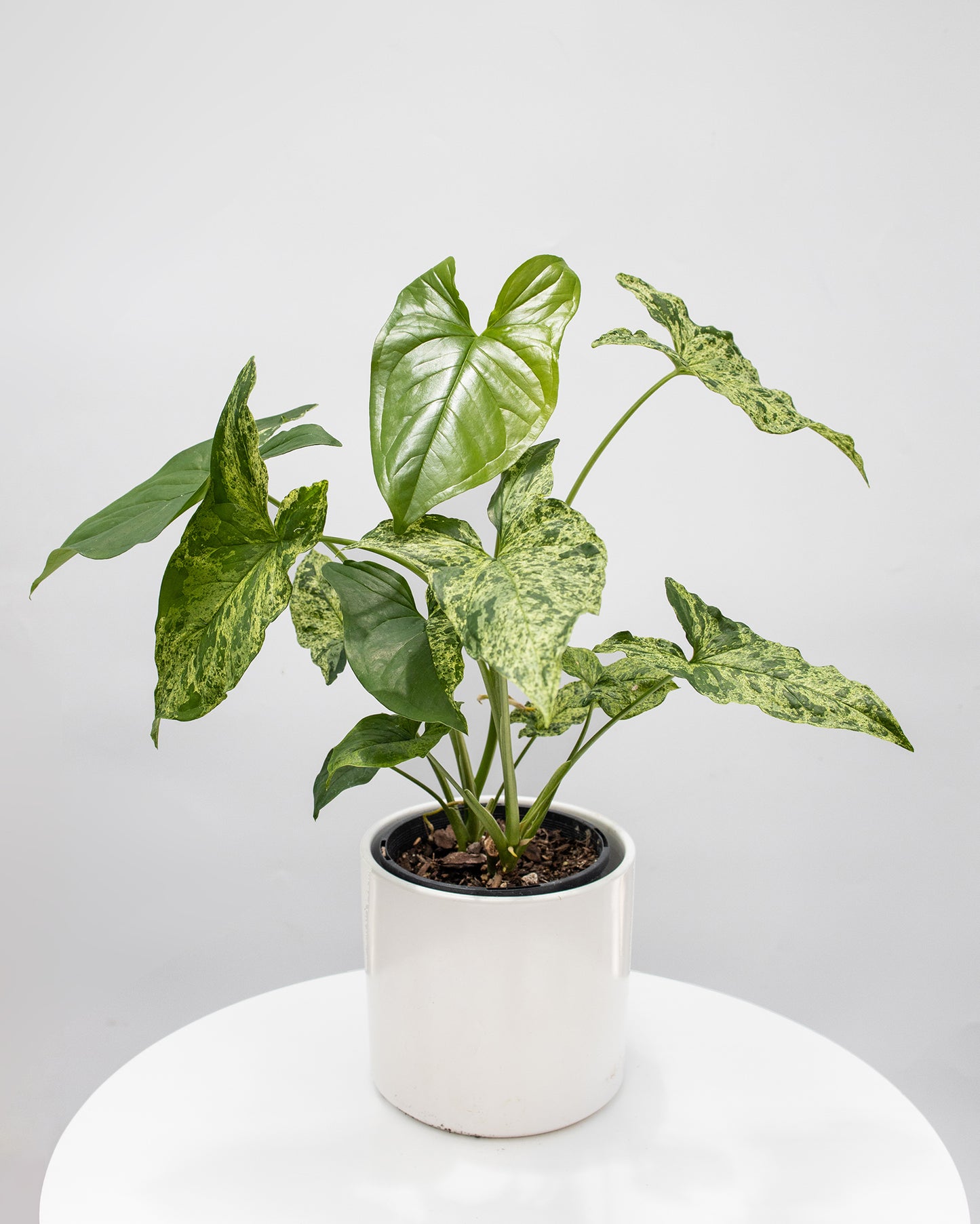 Syngonium Mojito